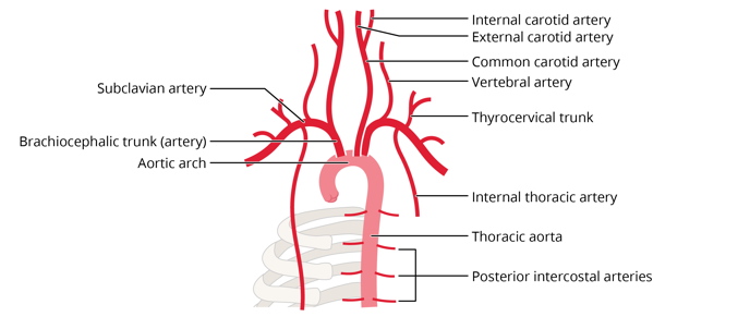 Free anatomy image circulation diagram thoracic aorta | Lt | ADI