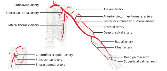 Free anatomy image circulation diagram upper extremity | Lt | ADI