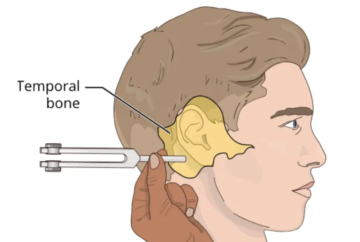 The Auditory System Mini Lab