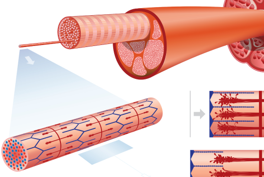 The importance of high quality scientific images