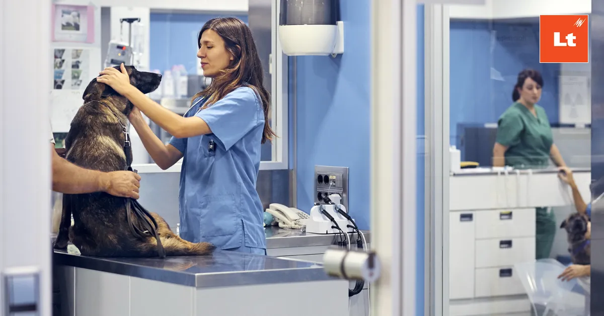 A vet examines a dog.