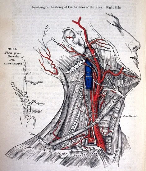 Anatomy of the arteries of the neck