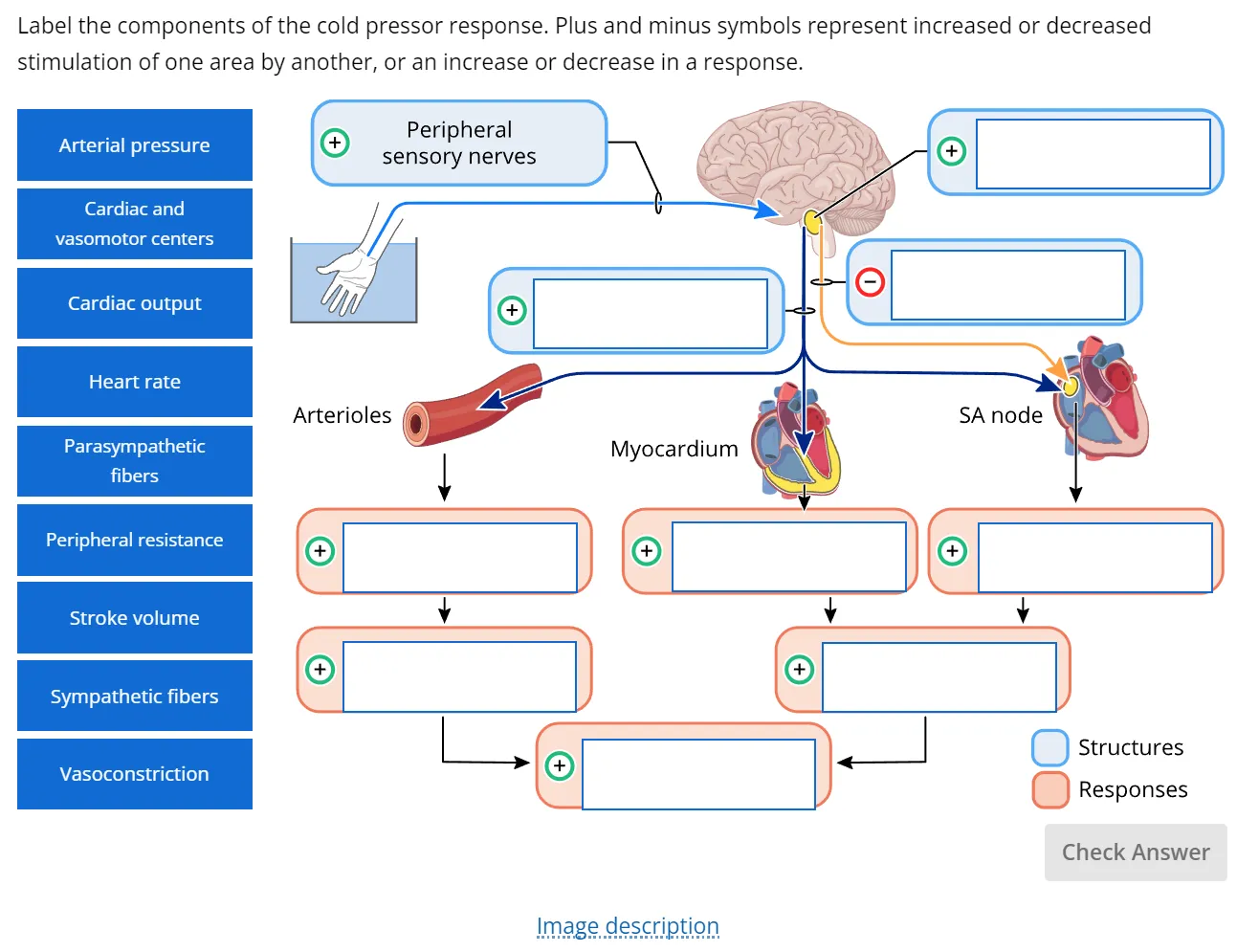 An interactive, drag-and-drop question in Lt that shows a flow chart illustrating the cold pressor test response.