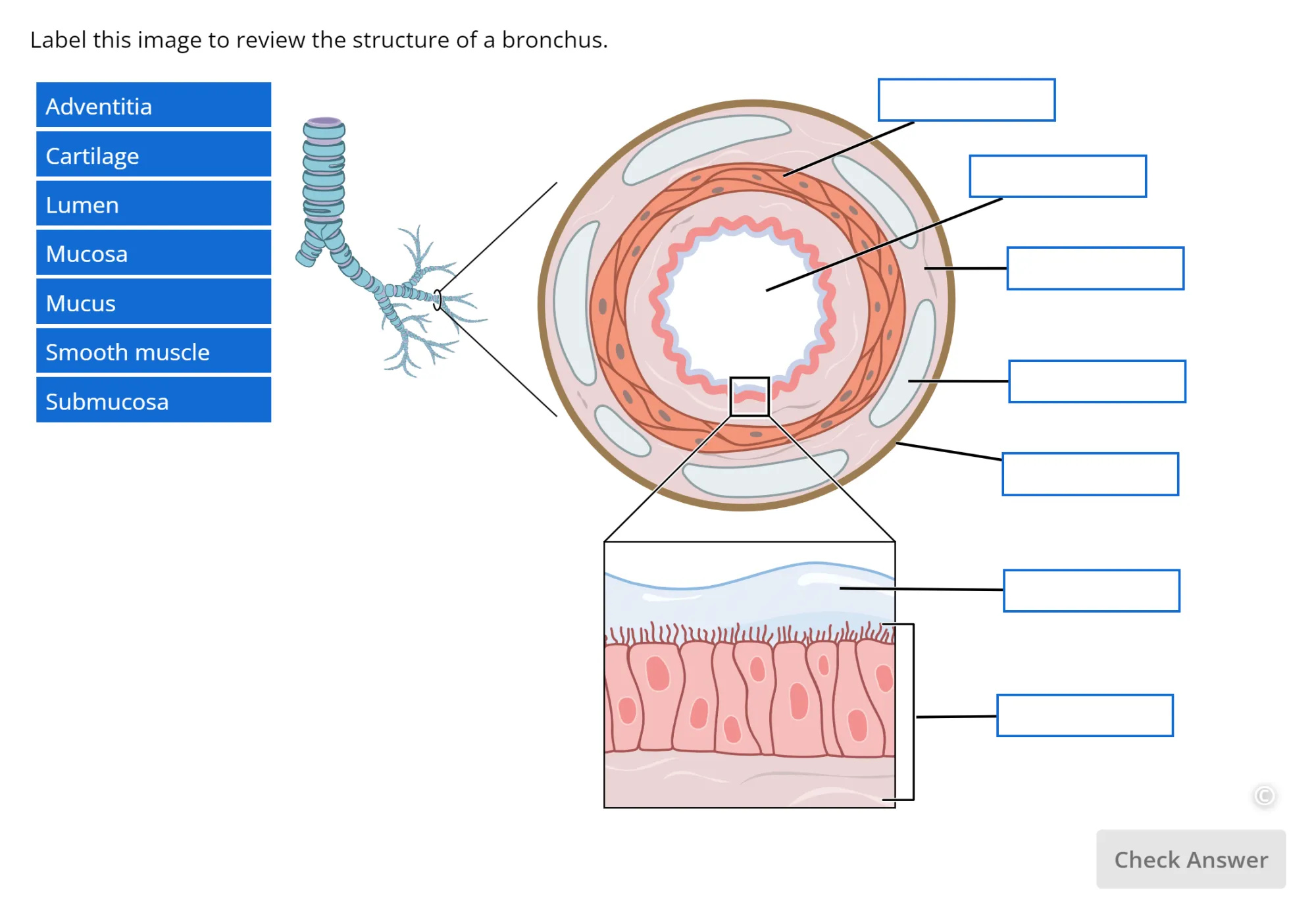 A drag-and-drop question in Lt in which students are asked to label the image to review the structure of a bronchus.