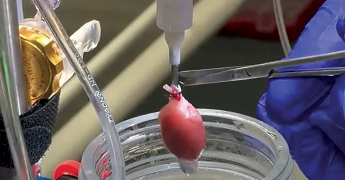 Isolated heart in Langendorff System