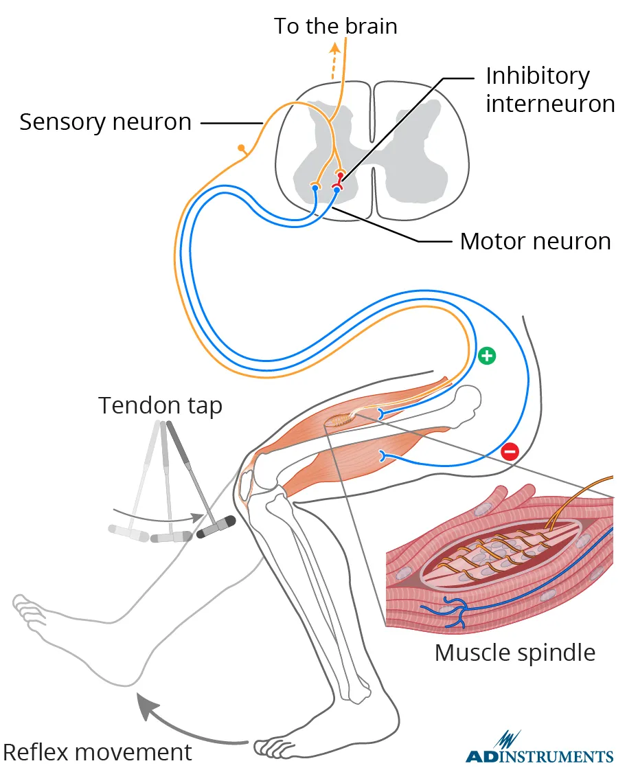 Lt Physiology Knee Jerk Reflex