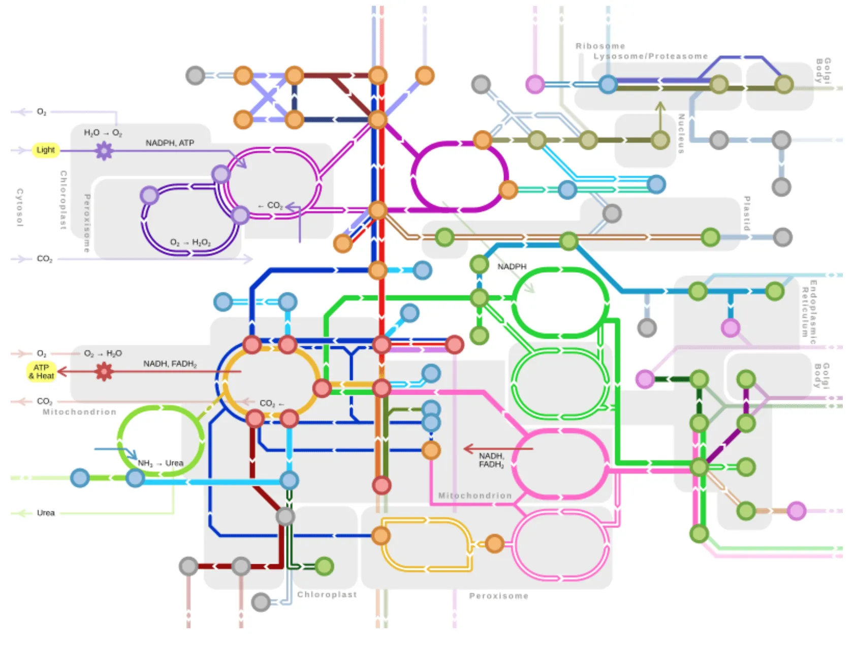 A diagram of chemical processes taking place in a plant cell.