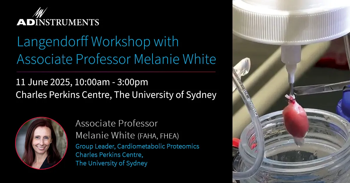 Melanie White Langendorff Workshop, image of a rodent heart in a langendorff experiment