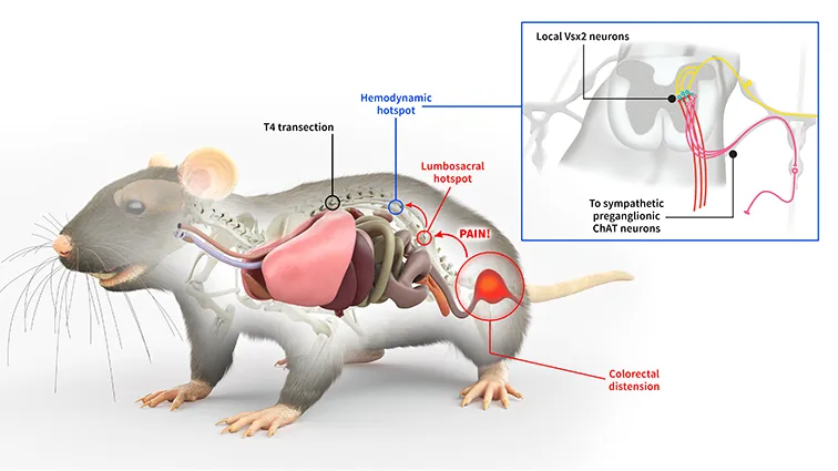 the inside of a rat showing a trace from the bottom of the spine to midspine