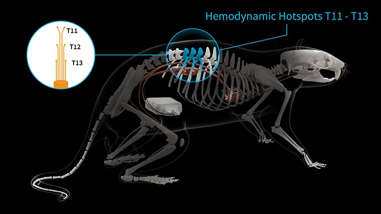 kaha and EES implant in a rat
