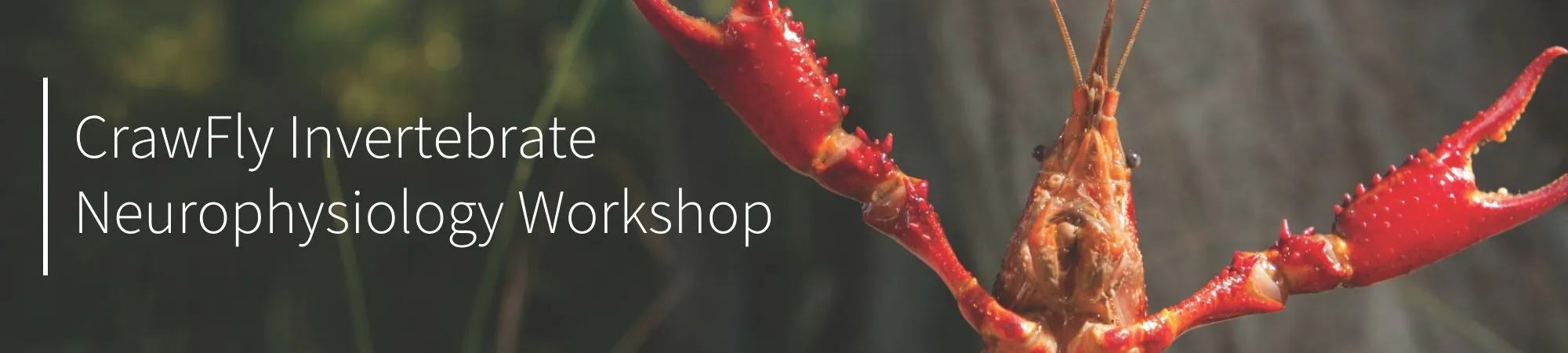 CrawFly Invertebrate Neurophysiology Workshop