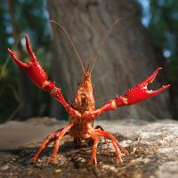 A crawdad with its pincers raised.