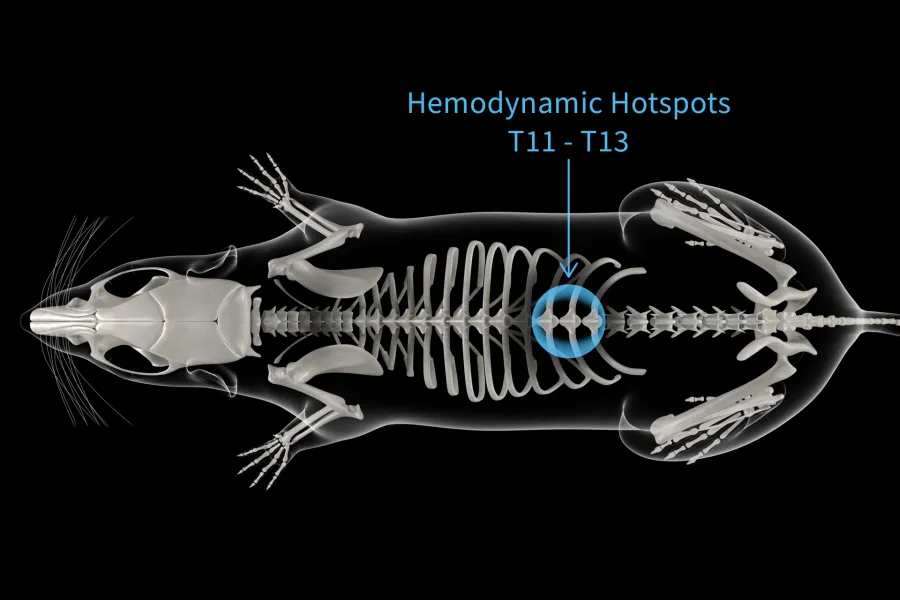 a rat skeleton with T11-13 highlighted