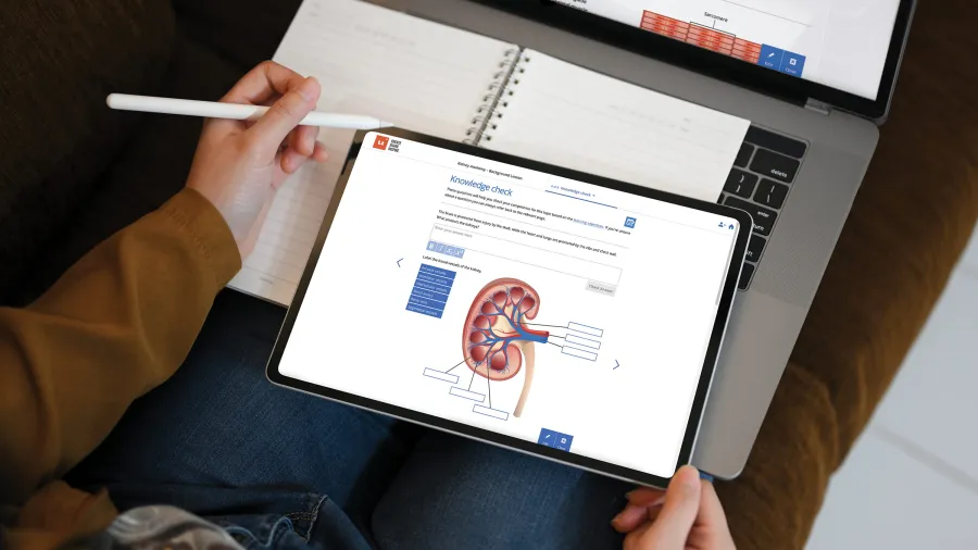 Lt Tablet - Anatomy