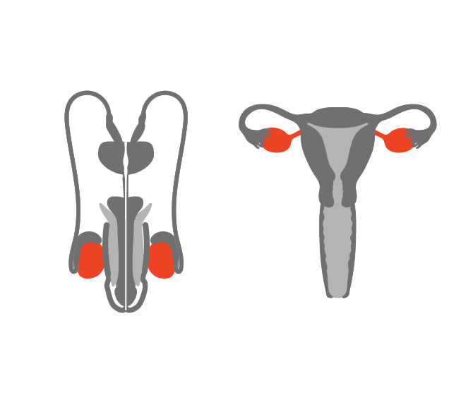 Reproductive anatomy symbols