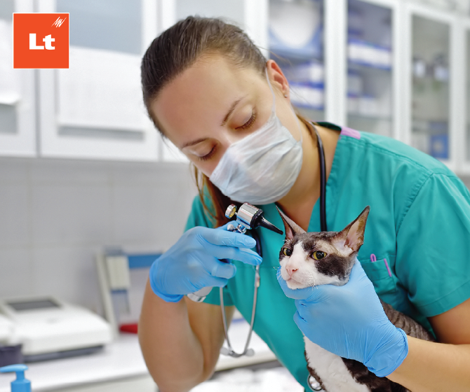 A vet wearing a surgical mask conducts a non-invasive procedure on a cat's ear.