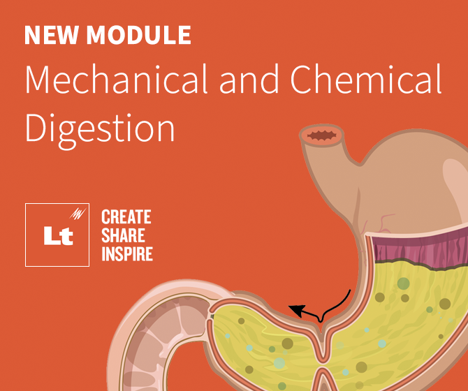 Blog list image showing the text "NEW MODULE Mechanical and Chemical Digestion", the Lt logo, and an illustration of a stomach.