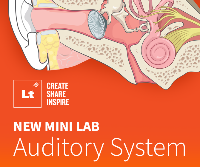 An illustration of the anatomy of the human auditory system against an orange background. The Lt logo with the tagline, "Create Share Inspire" and the text, "NEW MINI LAB Auditory System" appear below the illustration.