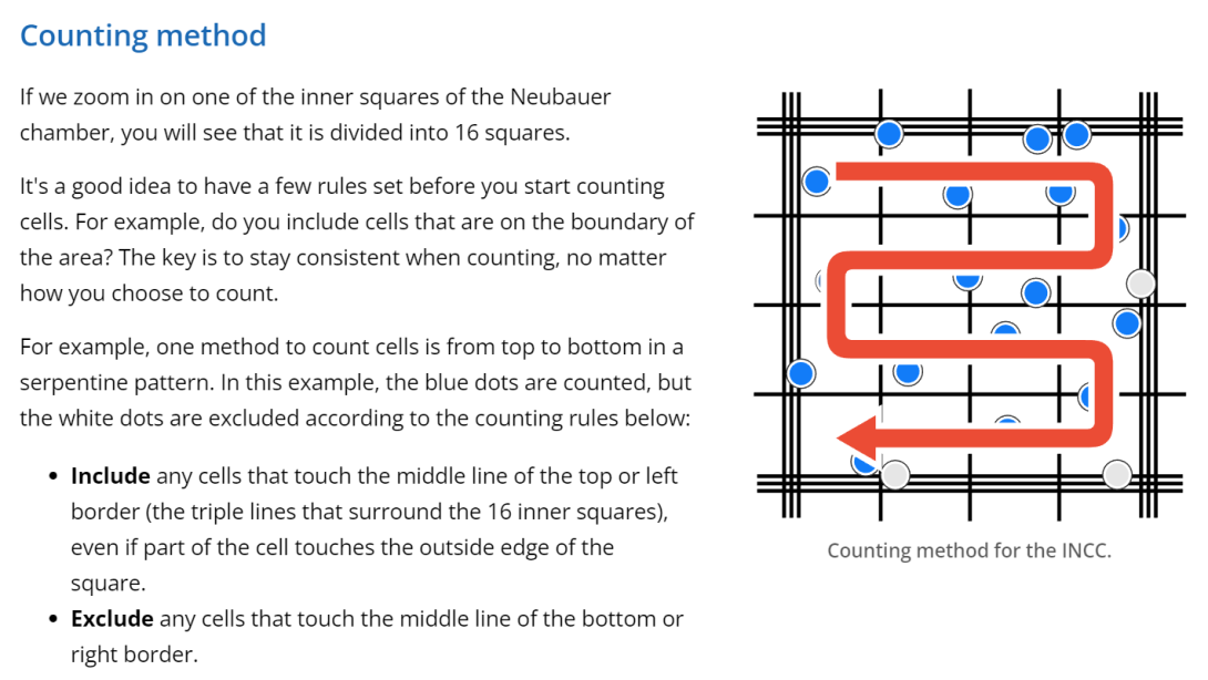 A screenshot of Lt that shows some text and a diagram explaining the counting method used with the Neubauer chamber.