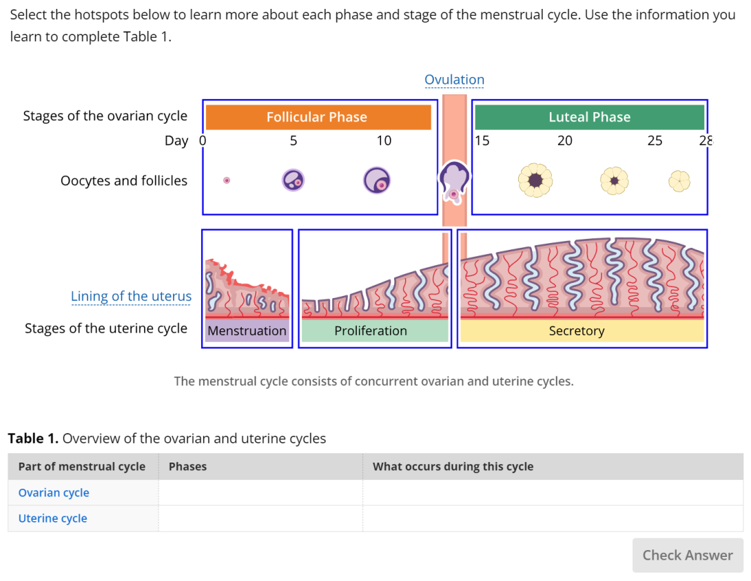 A screenshot of a Hotspot panel in Lt that shows the phases and stages of the menstrual cycle. Below the Hotspot panel is a Table panel that students are expected to complete with a summary of the phases of the ovarian cycle and uterine cycle, including describing what occurs in each cycle.