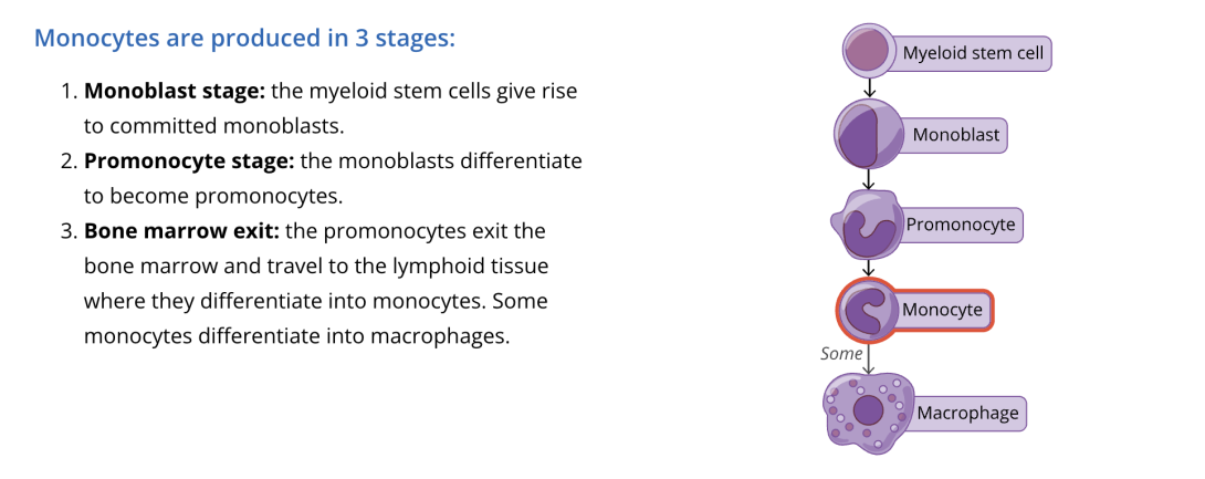 Text and an illustration on the production of monocytes.