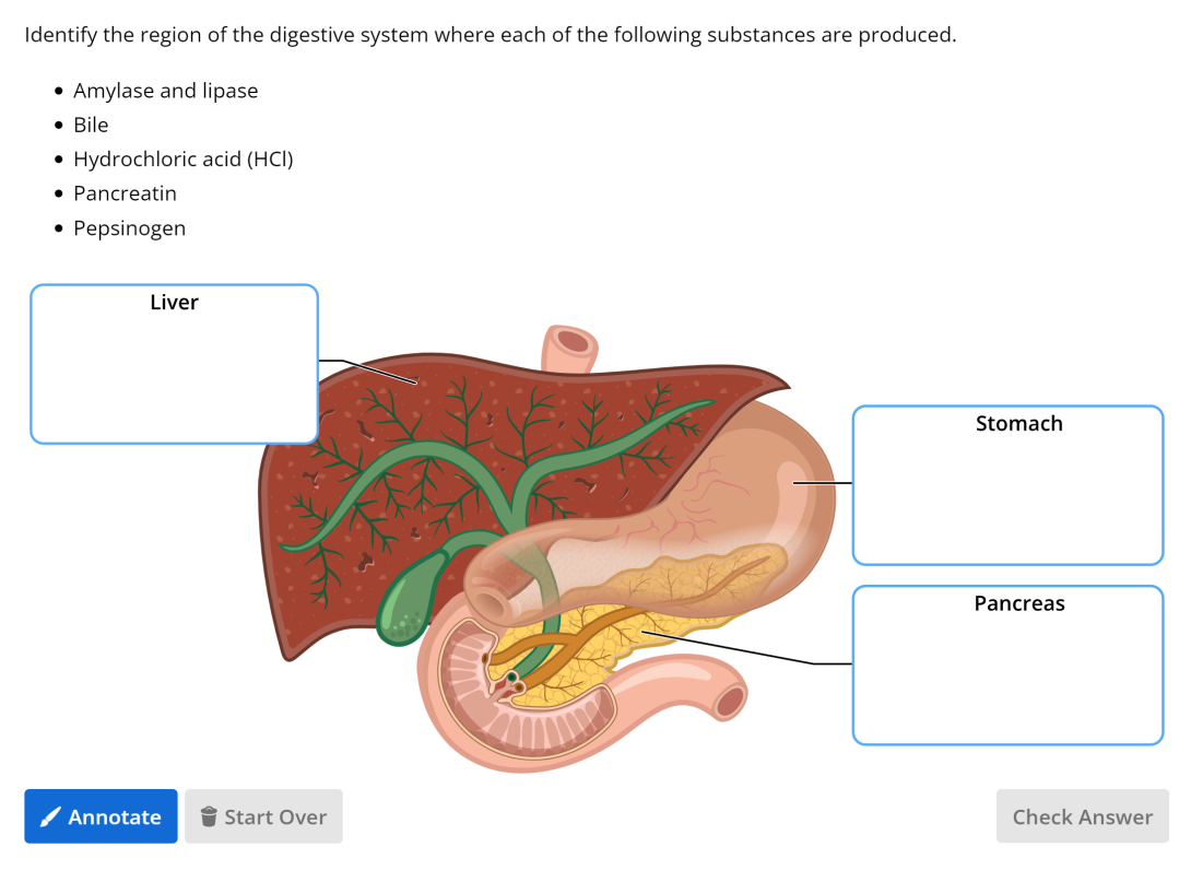 An Annotation question in Lt that shows elements of the digestive system (liver, stomach, pancreas). Students are required to write the given substances (amylase and lipase, bile, hydrochloric acid (HCl), pancreatin, pepsinogen) beside the relevant organ.