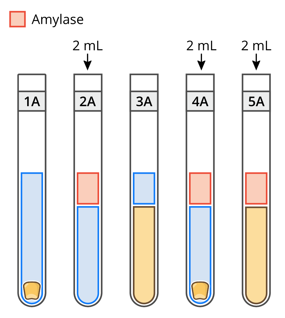 An illustration from the Lt lab showing a set of five test tubes and the different components that need to be added to each.