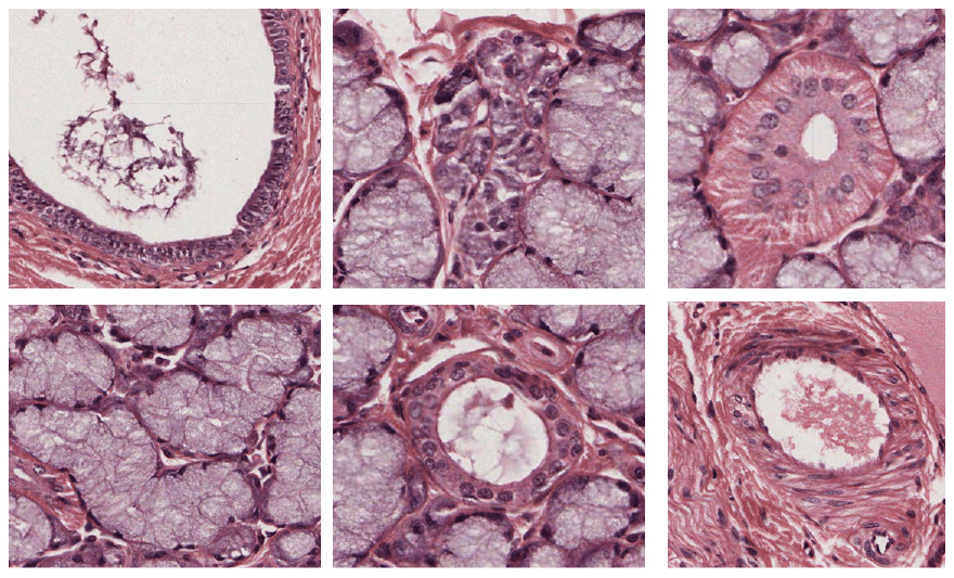 Histological images of a sheep salivary gland.