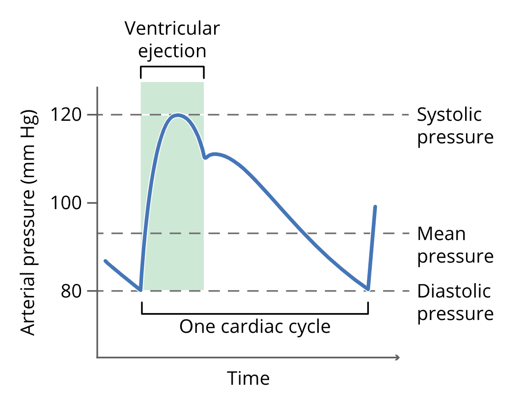 Diagram illustrating MAP relative to systolic and diastolic blood pressure.