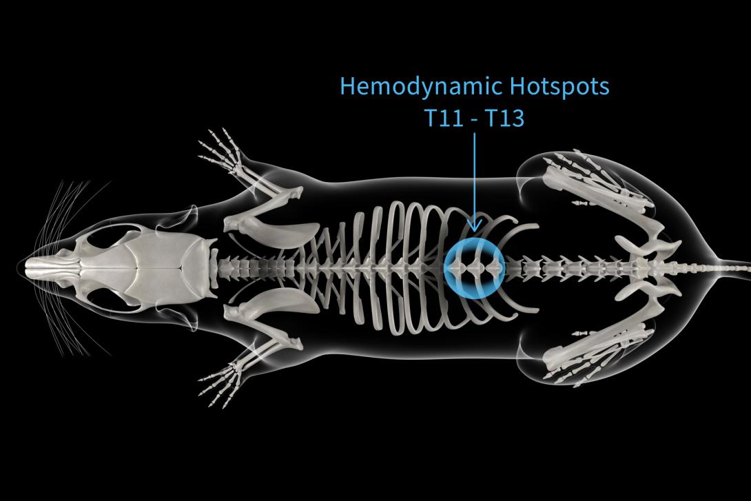 a rat skeleton with T11-13 highlighted