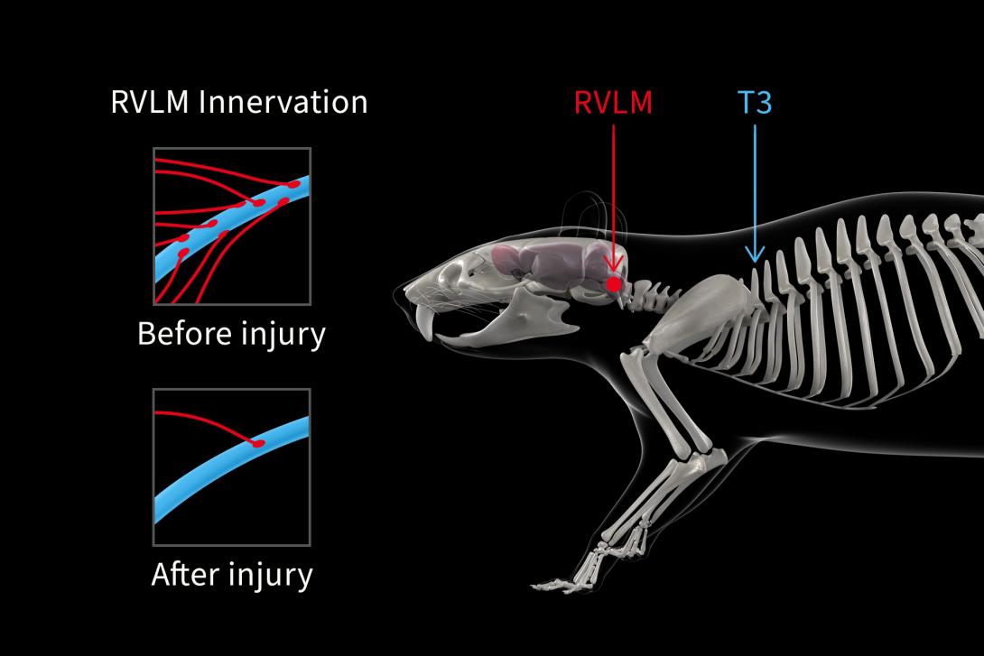 RVLM innervation in injured rat