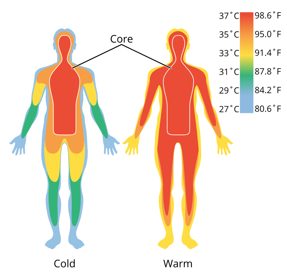 An illustration showing heat maps of a cold human body and a warm human body. A temperature scale indicates the temperature (matched to color).