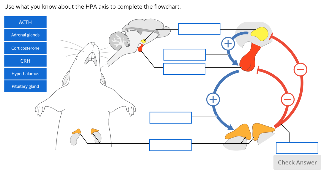 An example of a label image question that asks students to label a diagram of a virtual rat with the elements of the HPA axis.