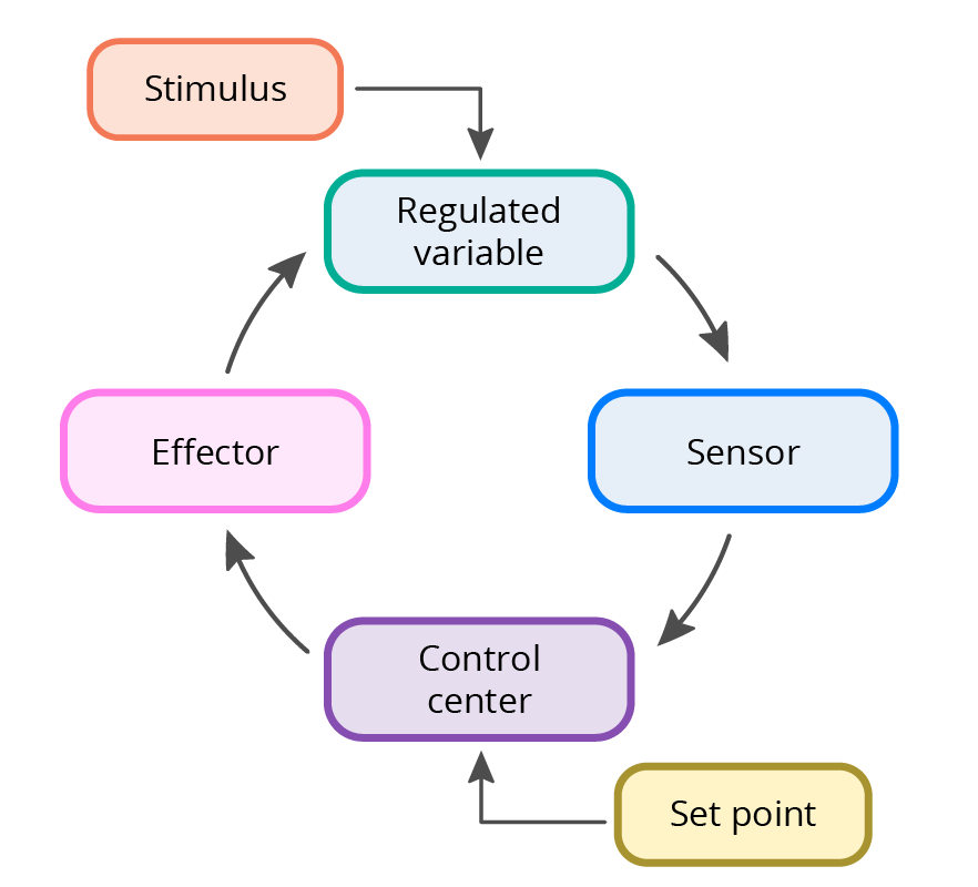 A diagram of a homeostatic mechanism including components in different colors for ease of pattern recognition. The components are stimulus, regulated variable, sensor, control center, set point, and effector.