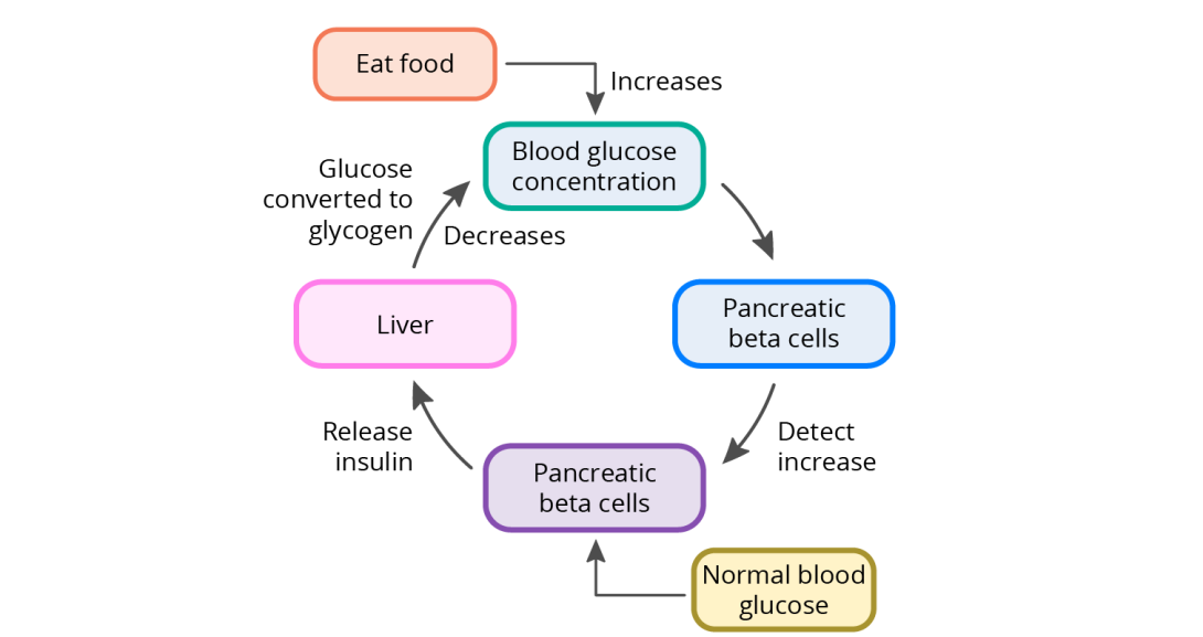 A diagram of a homeostatic mechanism including components in different colors for ease of pattern recognition. The components in this context of blood glucose regulation are stimulus (eat food), regulated variable (blood glucose concentration), sensor and control center (pancreatic beta cells), set point (normal blood glucose), and effector (liver). When we eat food, blood glucose conc. increases, the pancreatic beta cells detect this and release insulin, the liver converts glucose to glycogen.