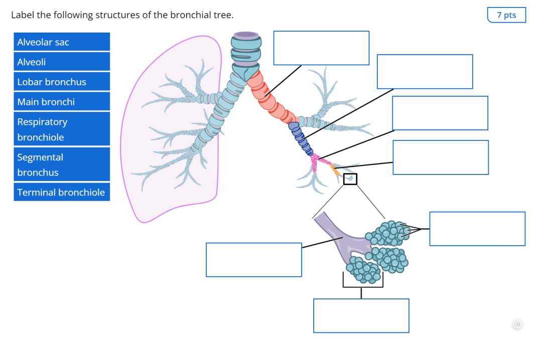 A screenshot of the Lt interface showing a drag-and-drop question in Lt in which students are asked to label the structures of the bronchial tree.
