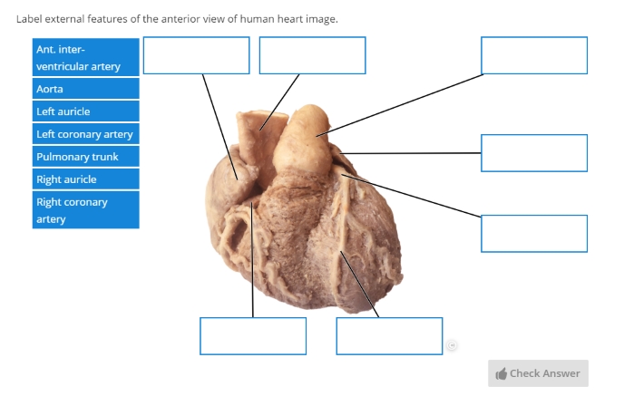 Anatomy Collection