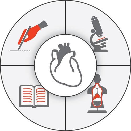 Learn the Anatomy of the Heart | Lt