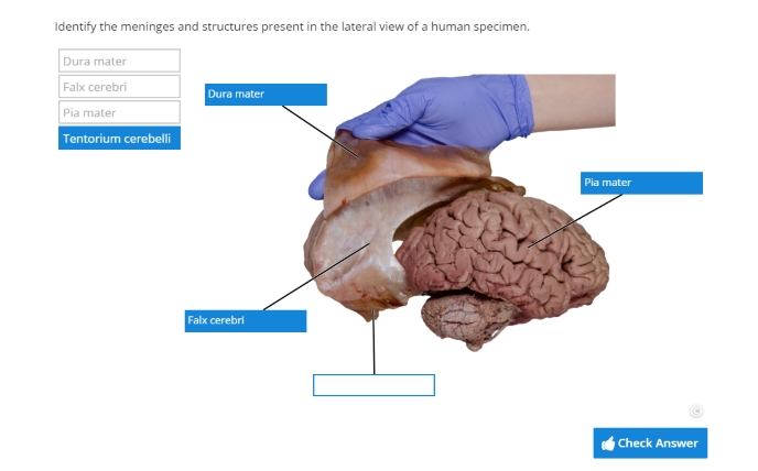 Anatomy Collection