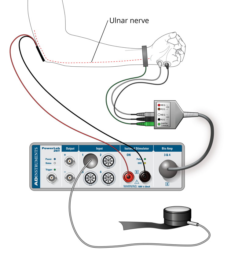 Nerve stimulation muscle twitch experiment | PowerLab setup