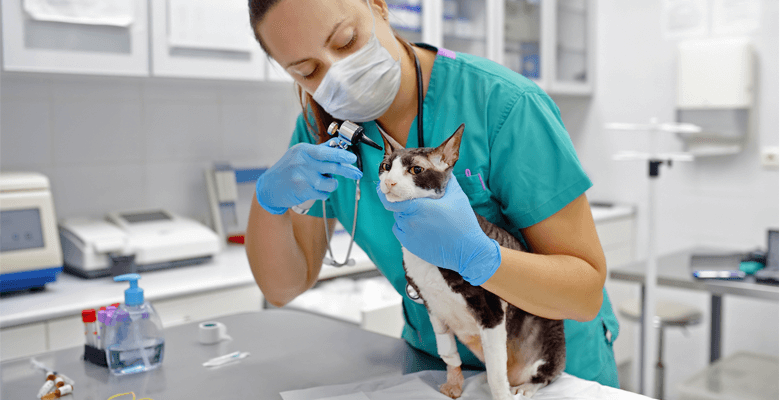 A vet examines the ear of a cat in a clinical setting.