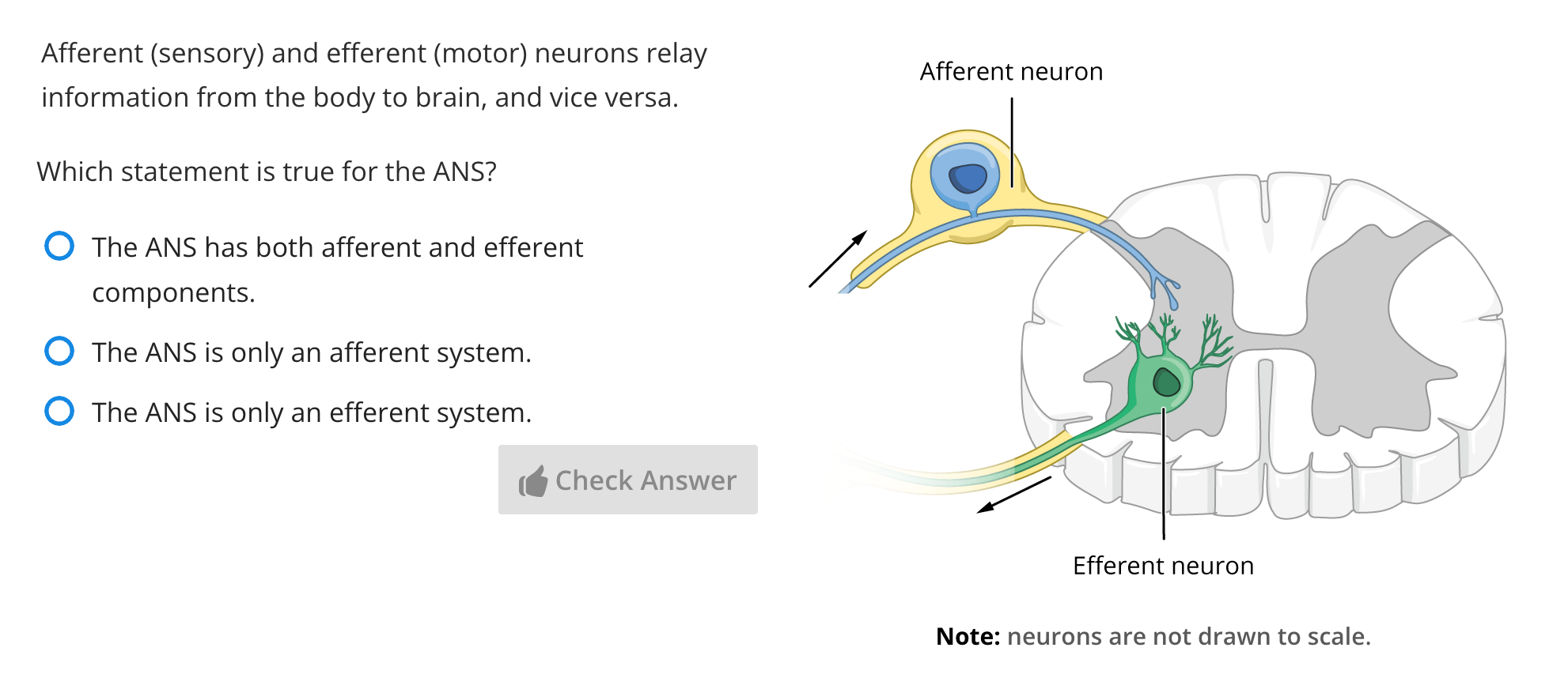 A multiple-choice question on the autonomic nervous system.