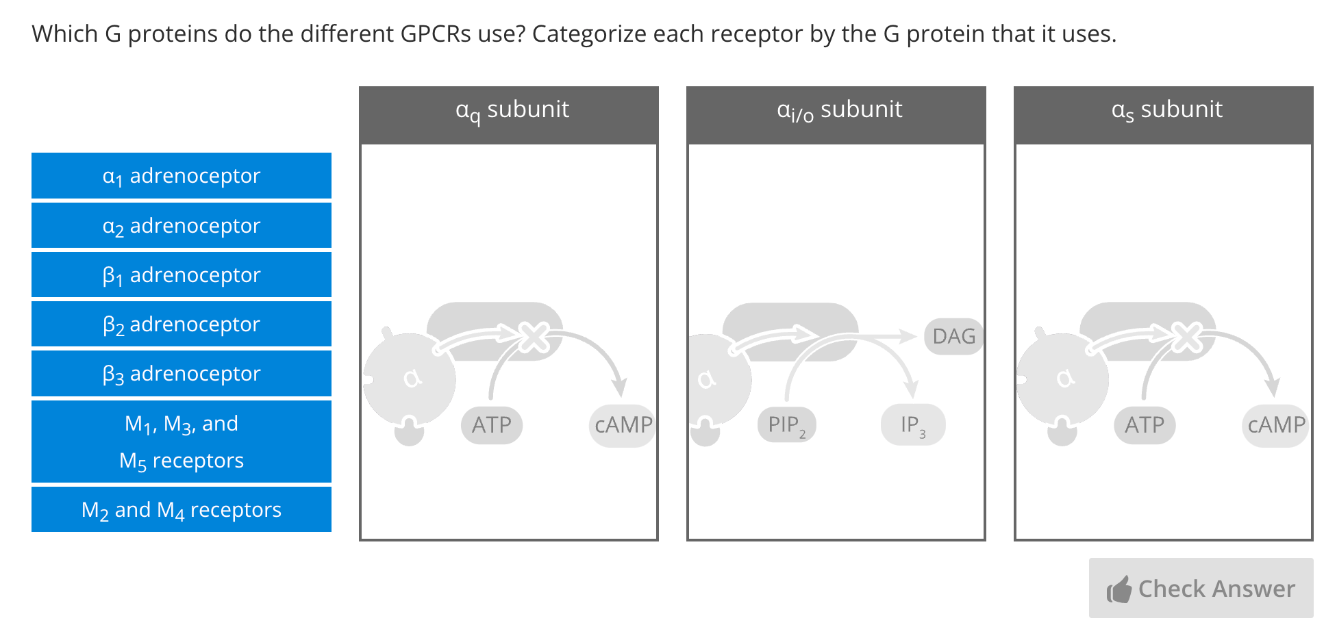 A drag-and-drop question in Lt that has students match G-protein-coupled receptors to G proteins.