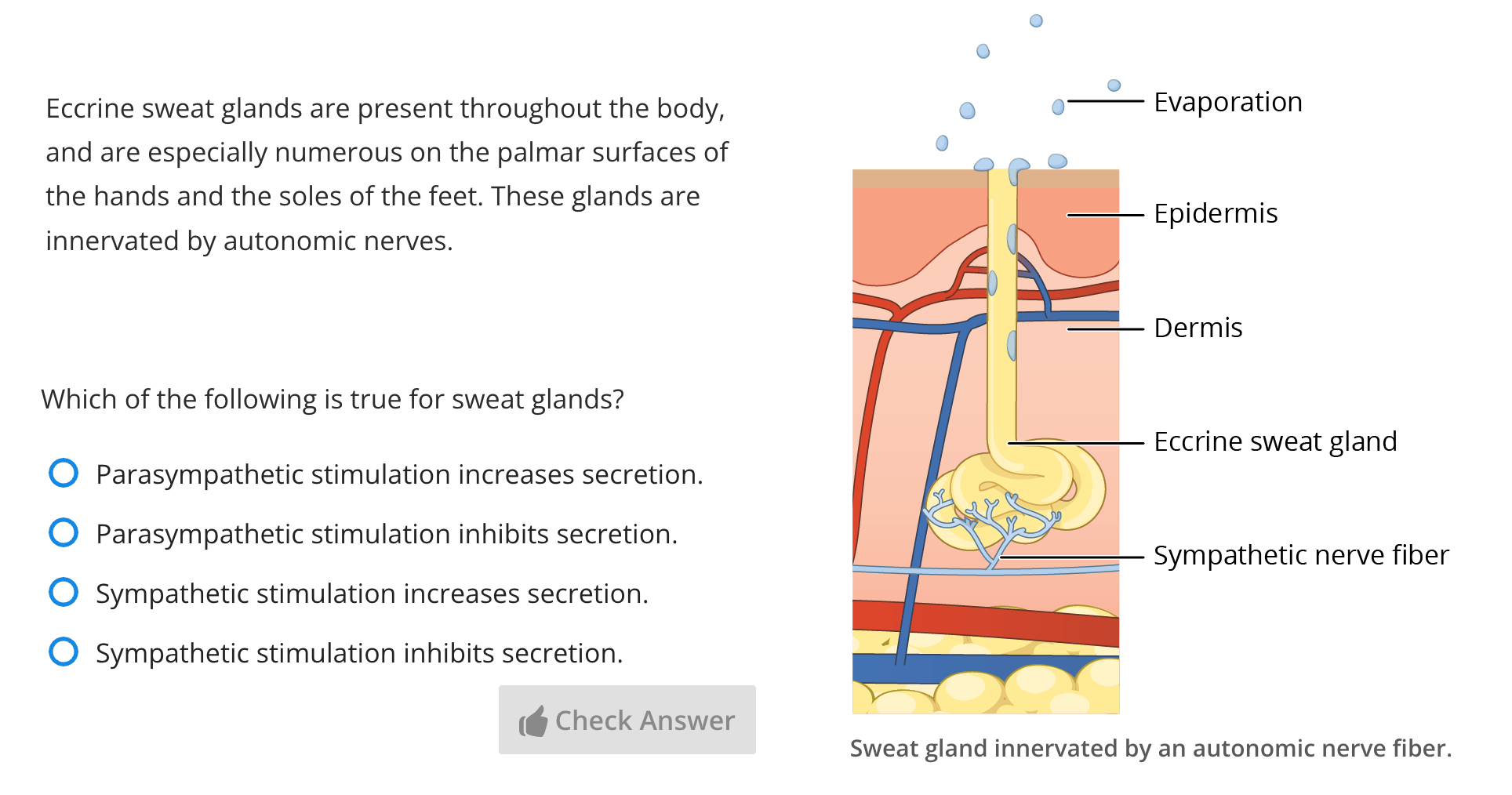 Text, a multiple-choice question, and an image on sweat glands.