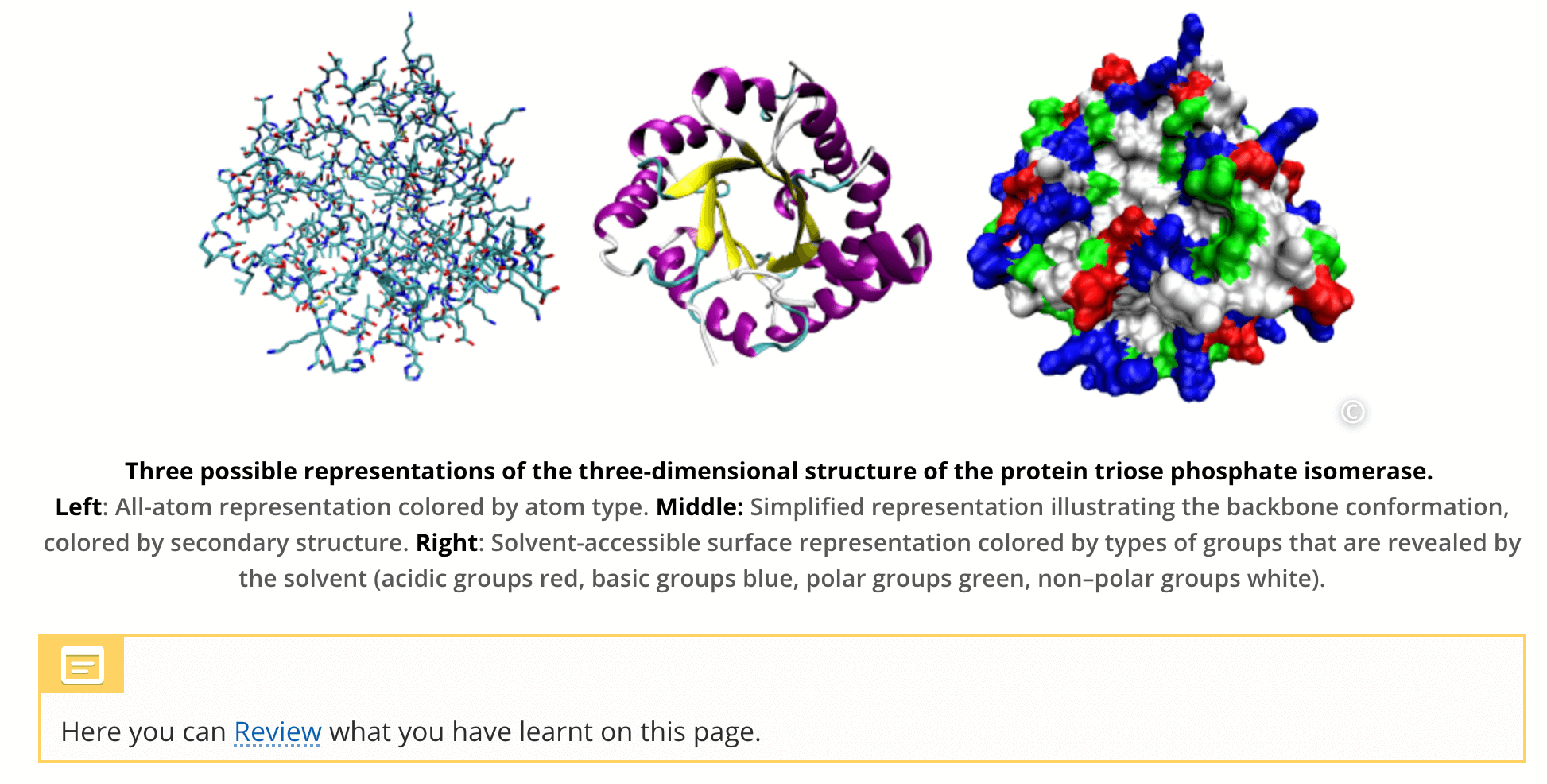 An image in Lt of three possible representations of the three-dimensional structure of the protein triose phosphate isomerase.