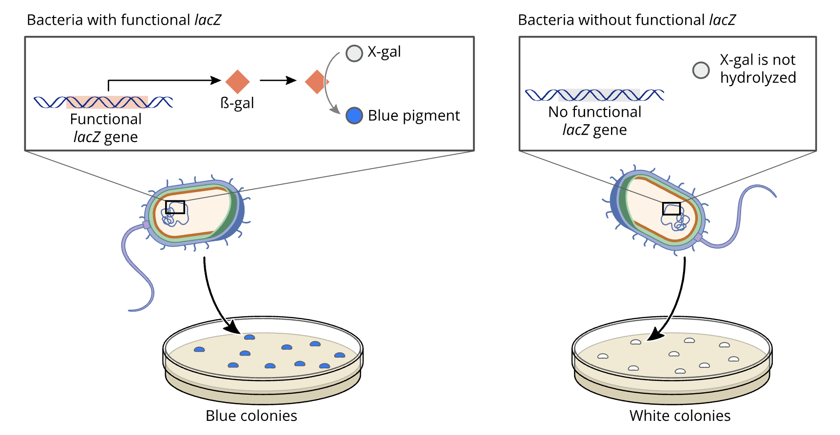 A diagram showing how disrupting the function of the lacZ gene results in white bacterial colonies, rather than blue, because X-gal is not hydrolyzed.