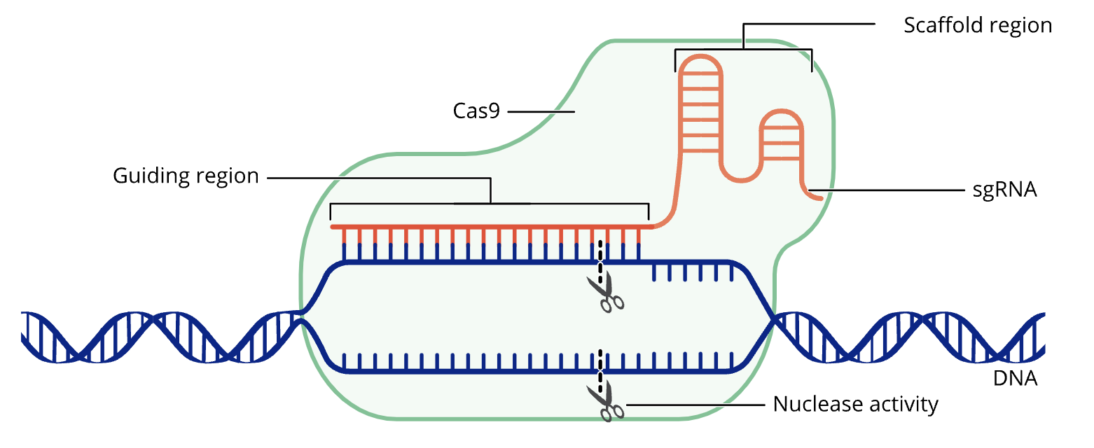 The CRISPR-Cas9 complex.
