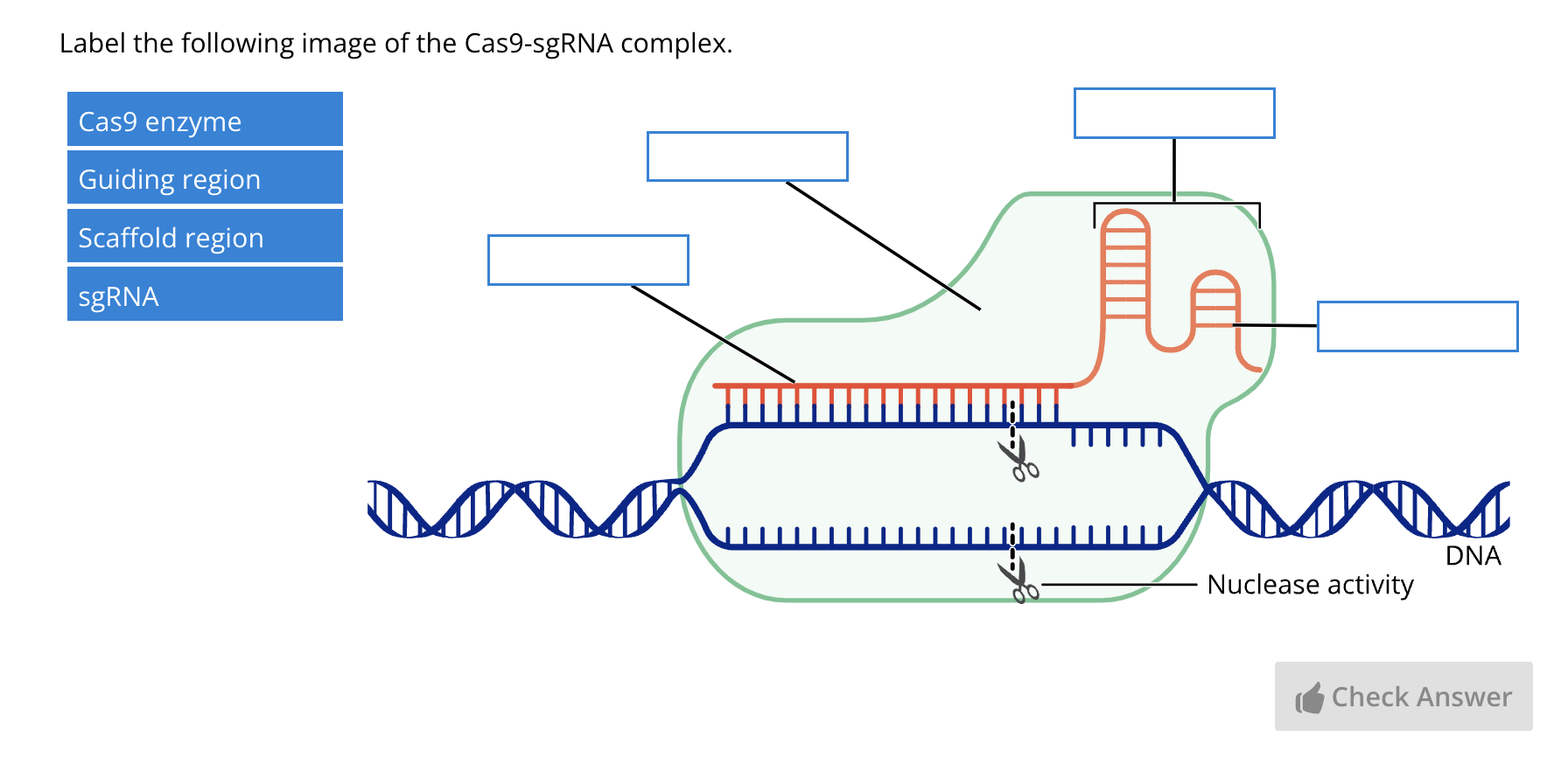 A "Label Image" question on the Challenge page requires students to label the components of the Cas9-sgRNA complex.