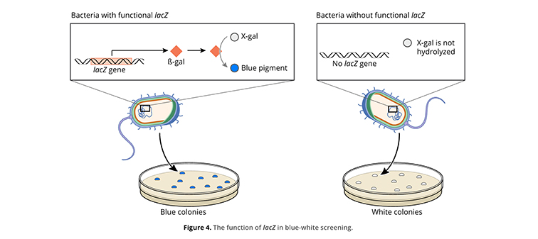 An illustration of blue-white bacterial screening.