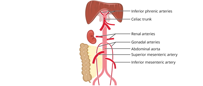 Free anatomy image circulation diagram abdomen aorta | Lt | ADI